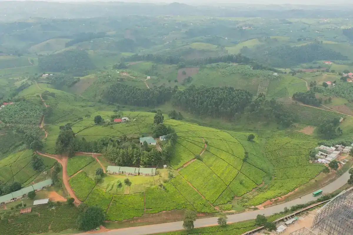 Teeplantage Panorama